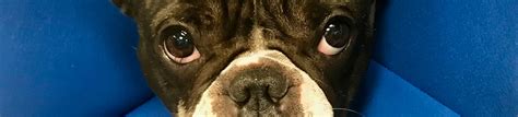 the village vets westside|Cat & Dog Surgery in Westside Atlanta, GA .